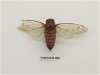 藏品(臺灣騷蟬)的圖片